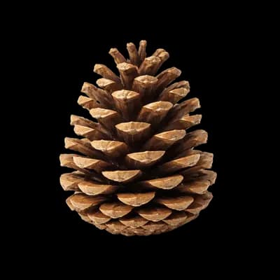 Pinha de Conífera Marrom PNG fundo transparente - Pine cone Conífera Brown transparent background PNG
