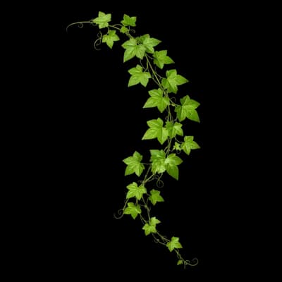Ramo de Hera Verde PNG fundo transparente - Branch Ivy Green transparent background PNG