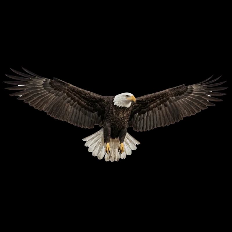 Águia-careca em Voo Majestoso PNG fundo transparente - Eagle Bald In flight Majestic transparent background PNG
