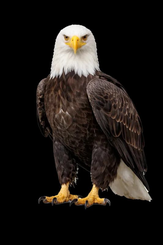 Águia Careca Majestosa em Fundo Branco PNG fundo transparente