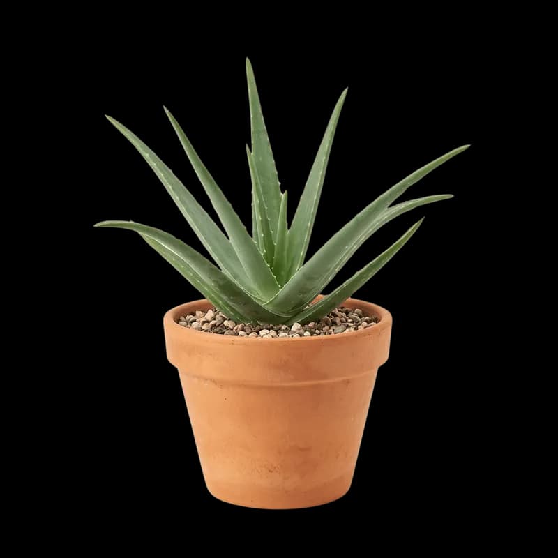 Aloe Vera em Vaso de Terracota PNG fundo transparente - Aloe Vera Vase Terracota transparent background PNG