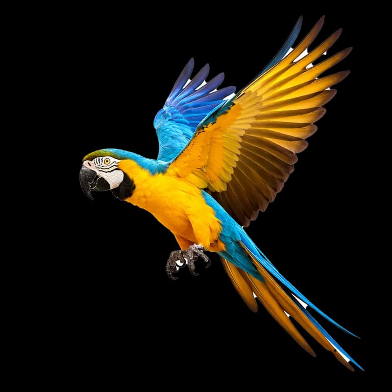 Arara Canindé em Voo Vibrante PNG fundo transparente