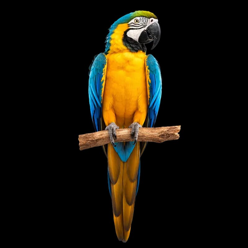 Arara-canindé Vibrante em Galho PNG fundo transparente - Macaw Blue-and-yellow macaw Vibrant Branch transparent backgrou