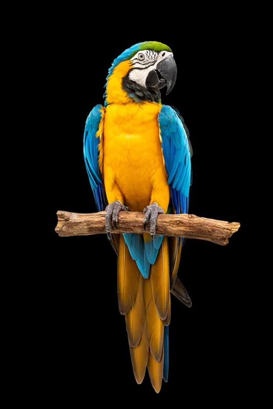 Arara-canindé vibrante empoleirada em galho PNG fundo transparente - Macaw Blue-and-yellow macaw Vibrant Empoleirada Bra