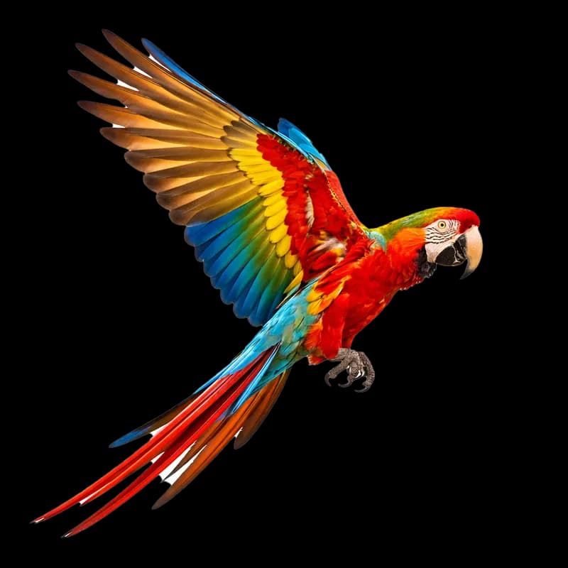 Arara-vermelha colorida em voo PNG fundo transparente