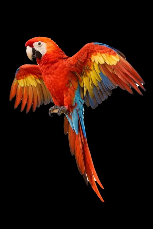 Arara-vermelha vibrante com asas abertas PNG fundo transparente