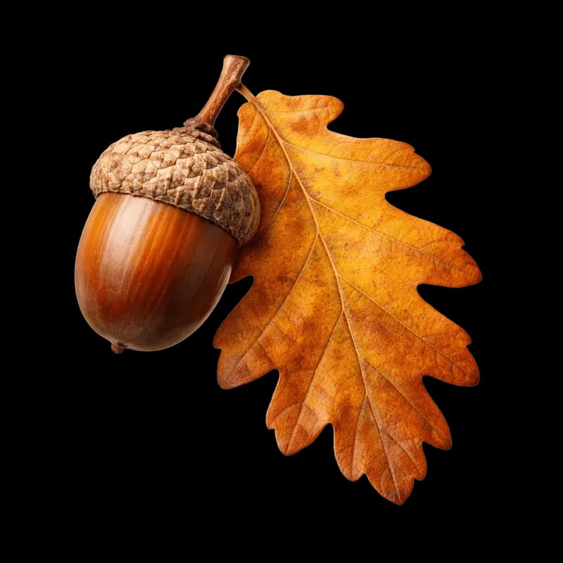 Bolota e Folha de Carvalho de Outono PNG fundo transparente - Acorn Leaf Carvalho Outono transparent background PNG