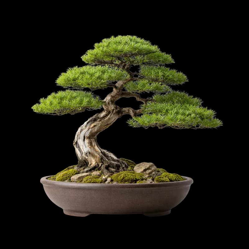 Bonsai Elegante com Tronco Antigo em Vaso Rústico PNG fundo transparente