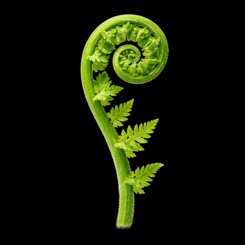 Broto de Samambaia Verde Vibrante PNG fundo transparente - Broto Fern Green Vibrant transparent background PNG