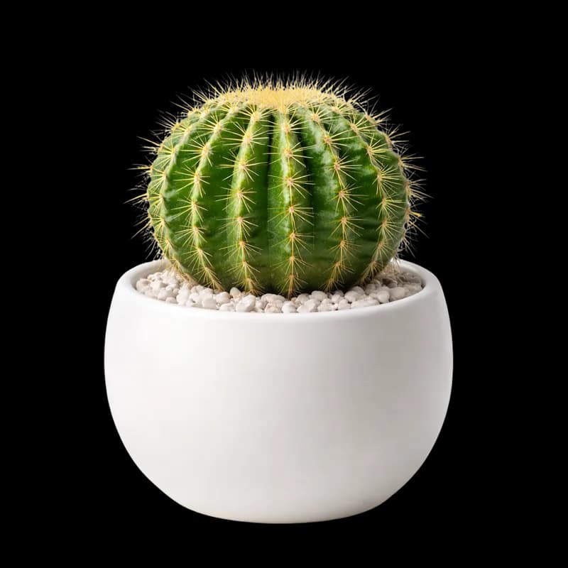 Cacto em vaso branco com pedras decorativas PNG fundo transparente