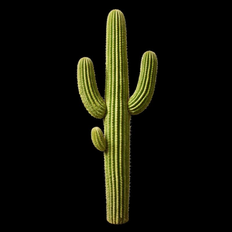 Cacto Saguaro Verde Imponente PNG fundo transparente - Cactus Saguaro Green Imponente transparent background PNG