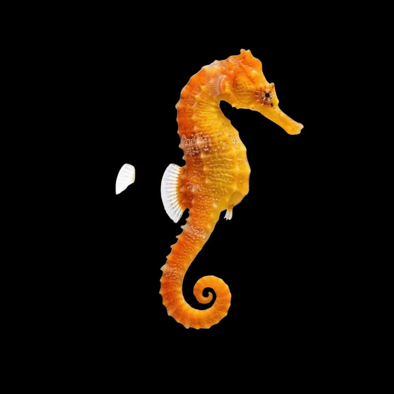 Cavalo-marinho laranja vibrante em fundo preto PNG fundo transparente - Horse Marinho Orange Vibrant Black transparent b