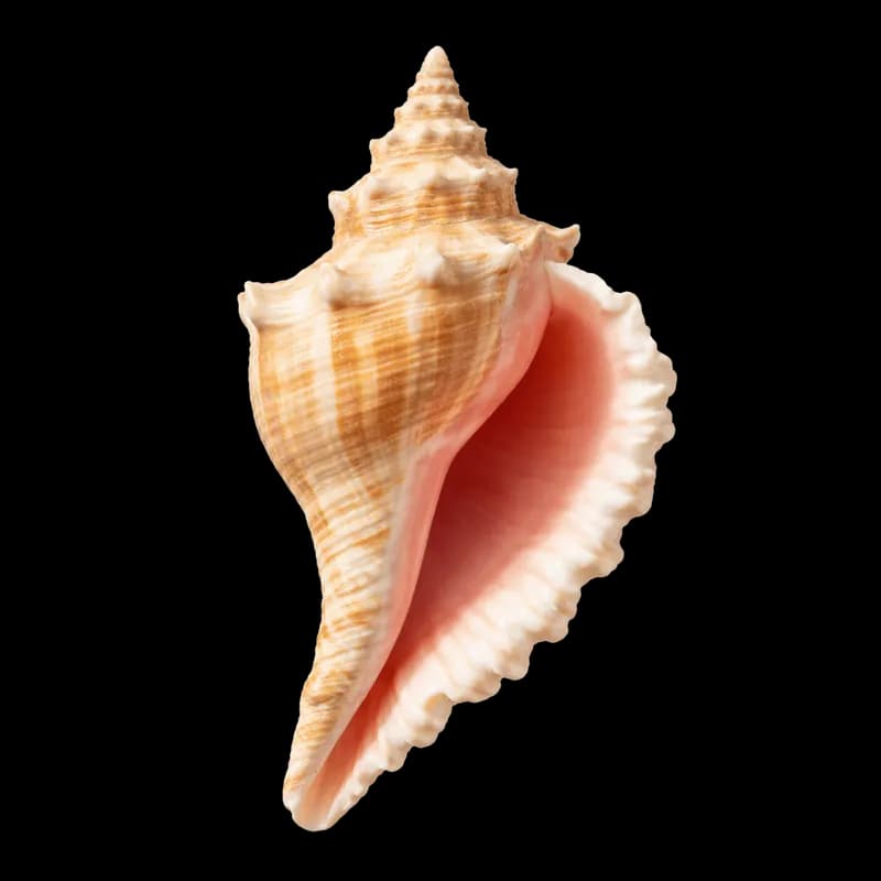 Concha do Mar Rosa e Dourada PNG fundo transparente - Shell Sea Rose Golden transparent background PNG