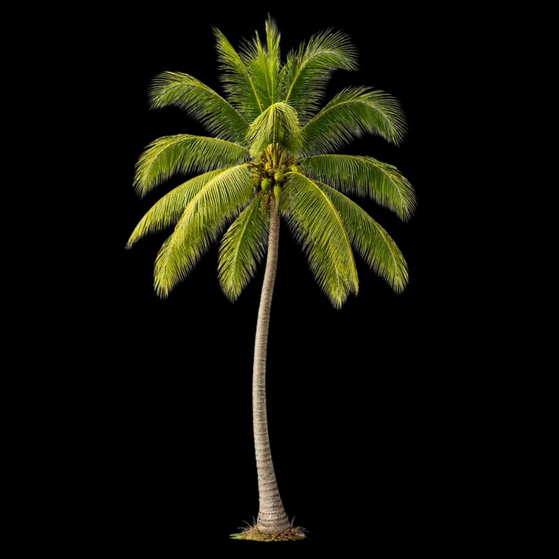 Coqueiro Tropical com Cocos PNG fundo transparente