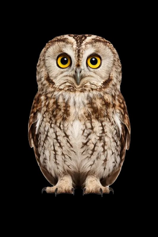 Coruja com Olhos Amarelos Brilhantes em Fundo Branco PNG fundo transparente