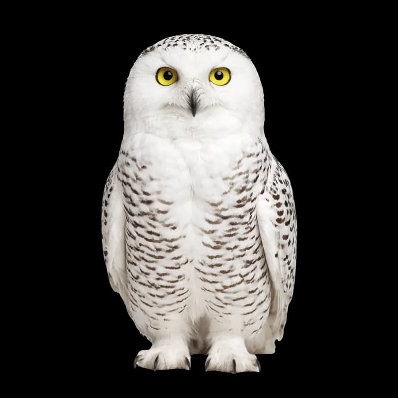 Coruja-das-neves com plumagem branca e olhos amarelos PNG fundo transparente - Owl Neves Plumagem White Olhos Amarelos t