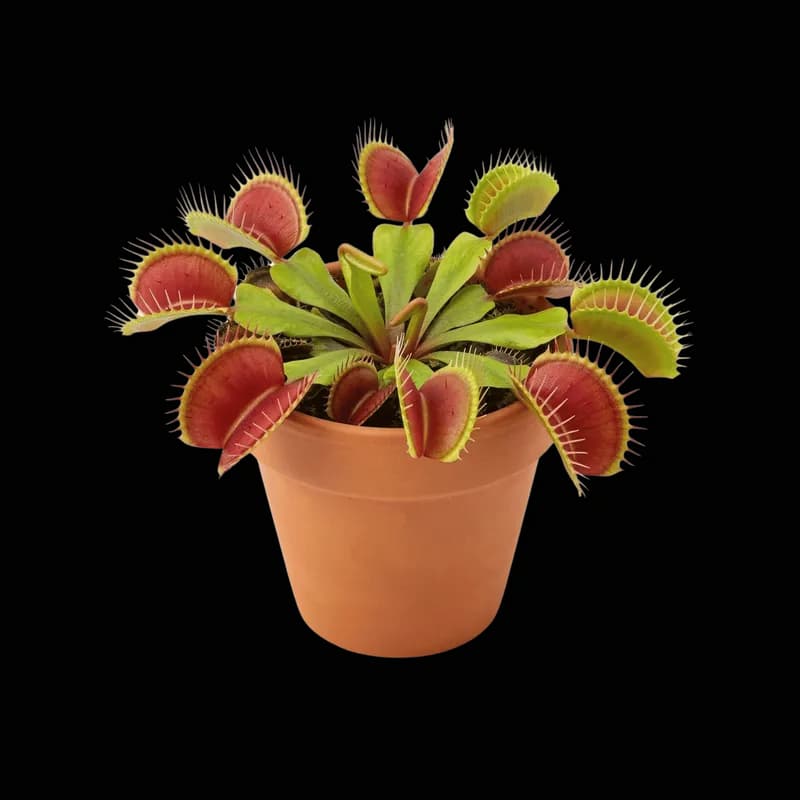 Dionaea Muscipula: Planta Carnívora em Vaso Terracota PNG fundo transparente - Dionaea Muscipula Plant Carnívora Vase Te