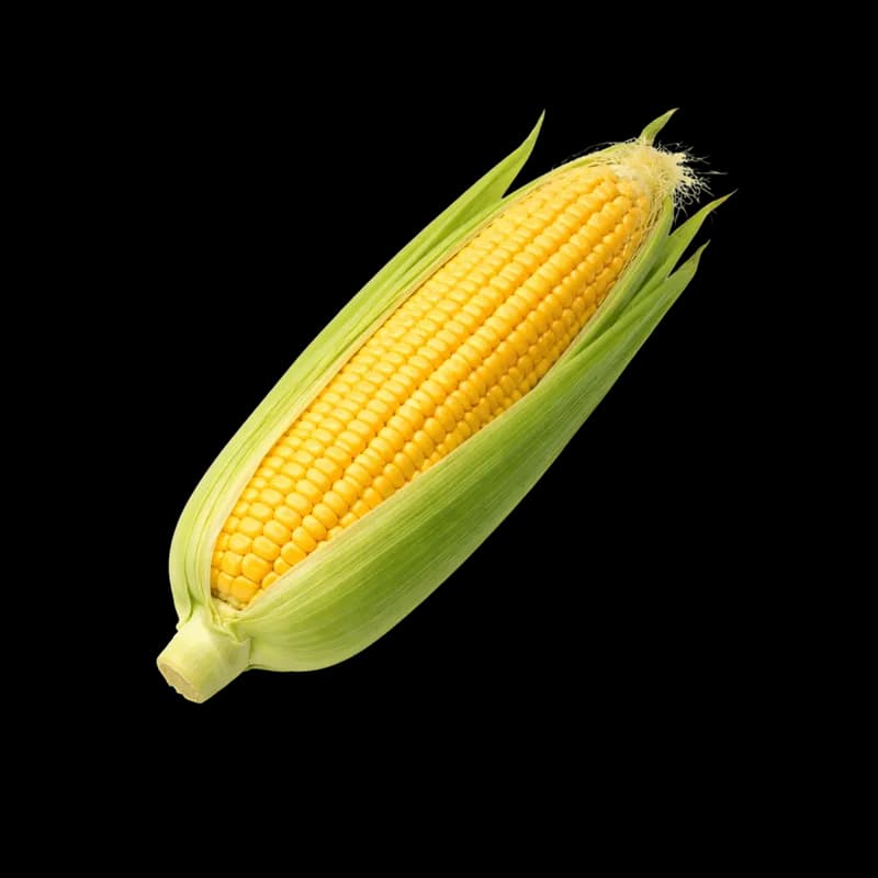 Espiga de milho fresco com casca verde em PNG - Fresh corn cob with green husk in PNG