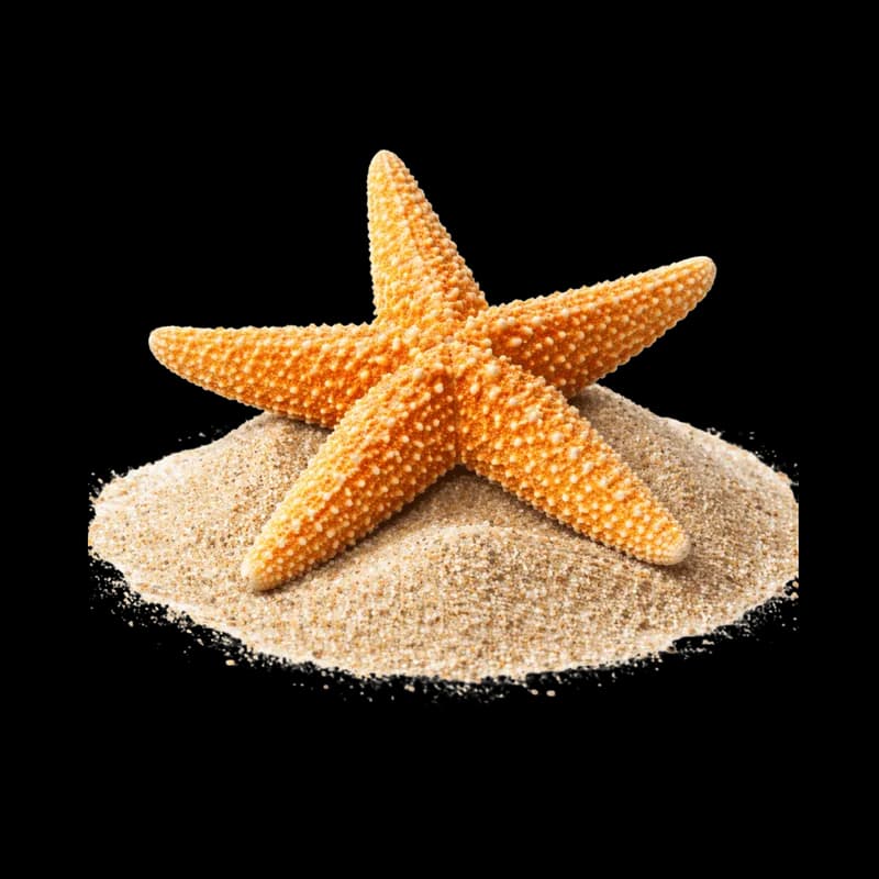 Estrela-do-mar laranja sobre um monte de areia PNG fundo transparente - Star Sea Orange Monte Areia transparent backgrou