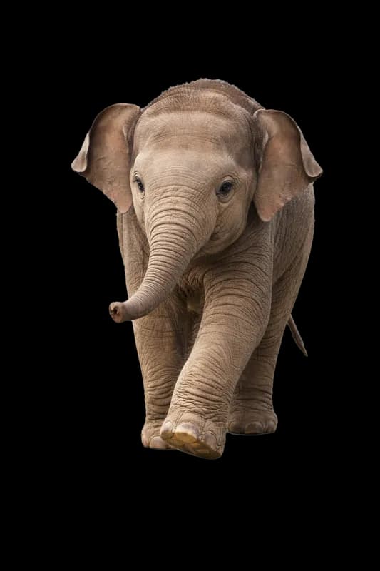 Filhote de Elefante Caminhando PNG fundo transparente - Puppy Elephant Walking transparent background PNG