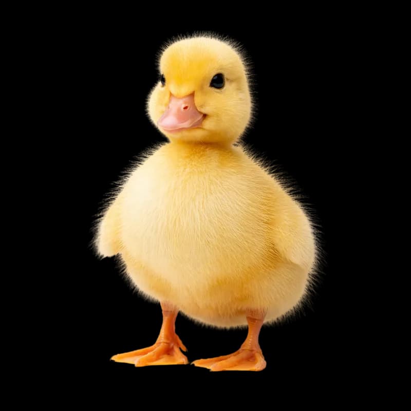 Filhote de Pato Amarelo Fofo em Destaque PNG fundo transparente - Puppy Duck Yellow Cute Highlighted transparent backgro