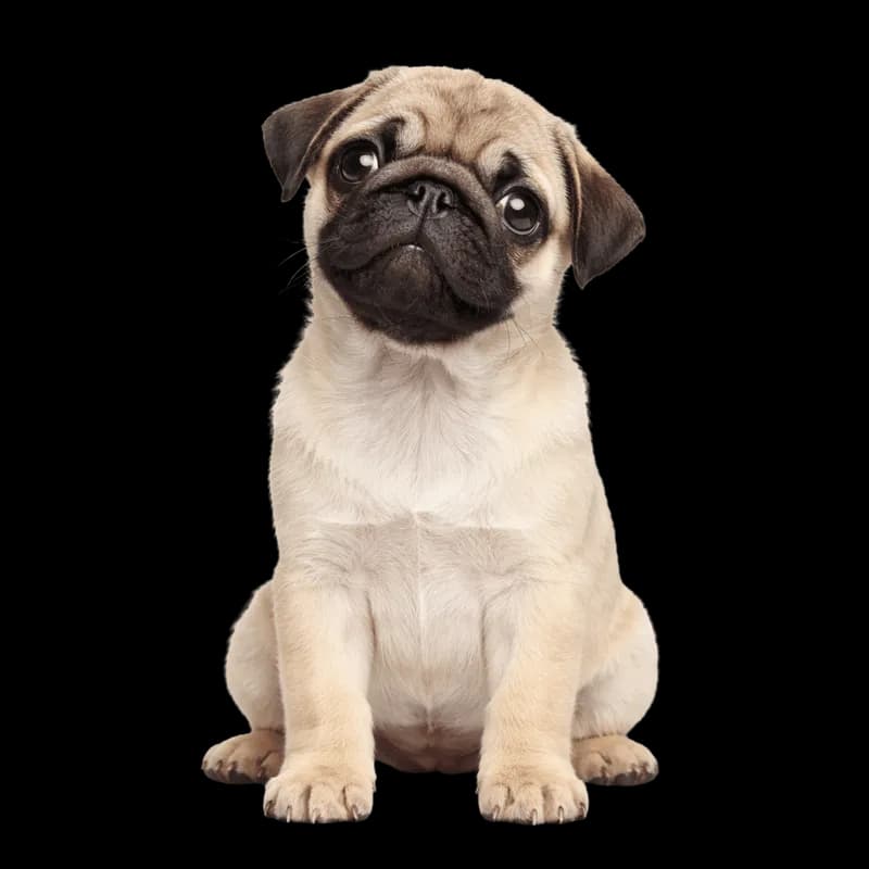 Filhote de Pug Fofo com Cabeça Inclinada PNG fundo transparente - Puppy Pug Cute Cabeça Inclinada transparent background
