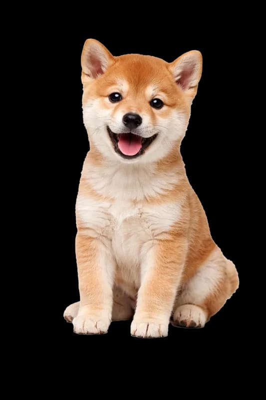 Filhote de Shiba Inu feliz e sorridente PNG fundo transparente