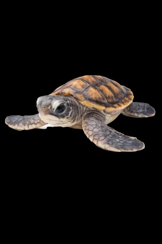 Filhote de Tartaruga Marinha em Destaque PNG fundo transparente - Puppy Turtle Marinha Highlighted transparent backgroun