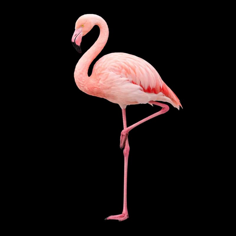 Flamingo Rosa em Pé em um Fundo Colorido e Branco PNG fundo transparente