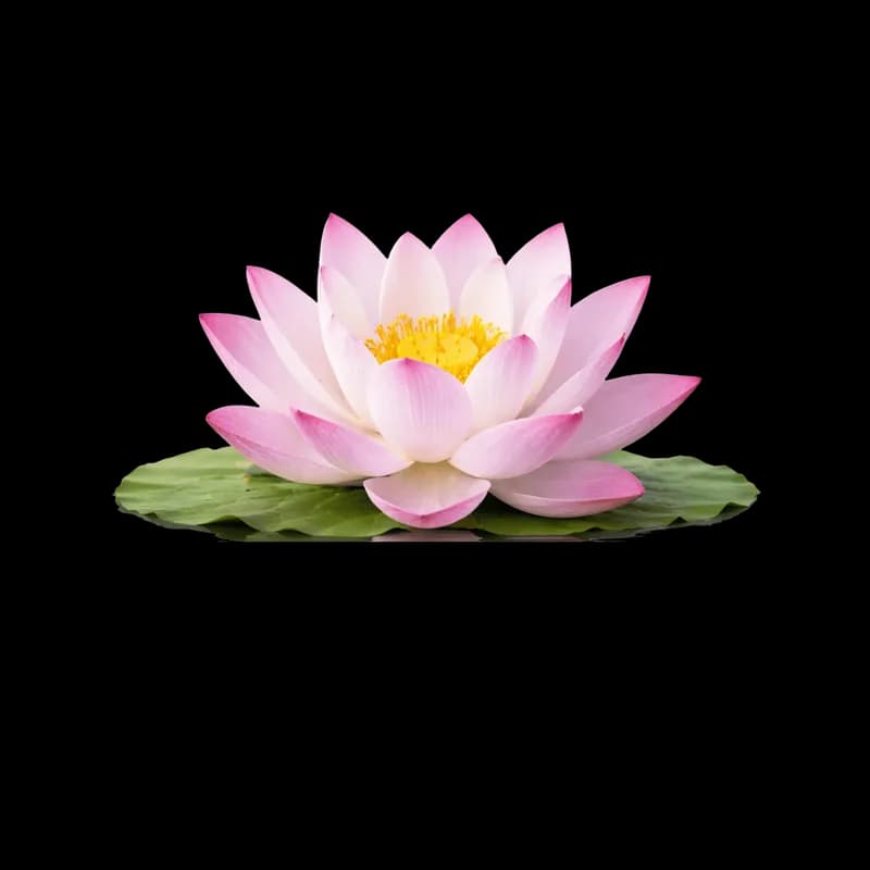 Flor de Lótus Rosa com Miolo Amarelo sobre Folha Verde PNG fundo transparente - Flower Lotus Rose Core Yellow Leaf Green