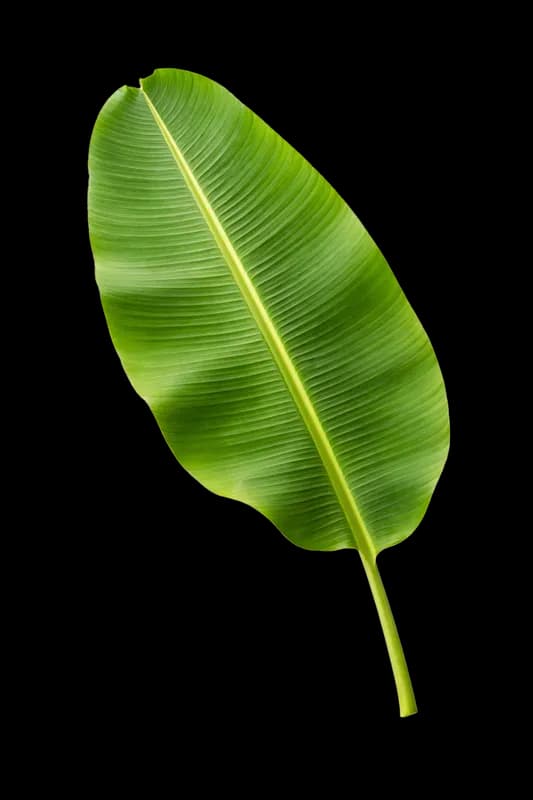 Folha de Banana Verde Fresca Isolada PNG fundo transparente