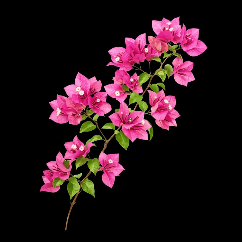 Galho de Bougainvillea Rosa Vibrante PNG fundo transparente - Branch Bougainvillea Rose Vibrant transparent background P