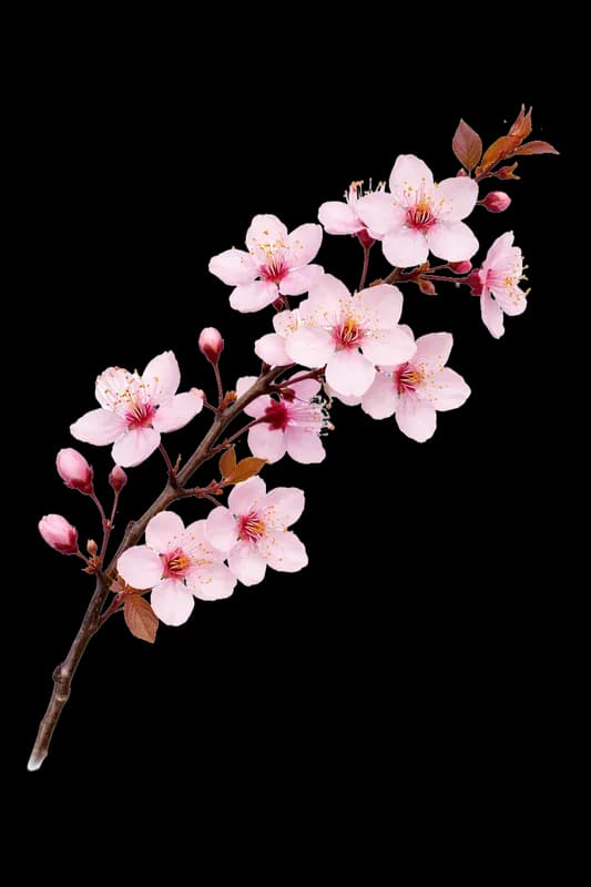 Galho de Cerejeira Rosa em Flor PNG fundo transparente