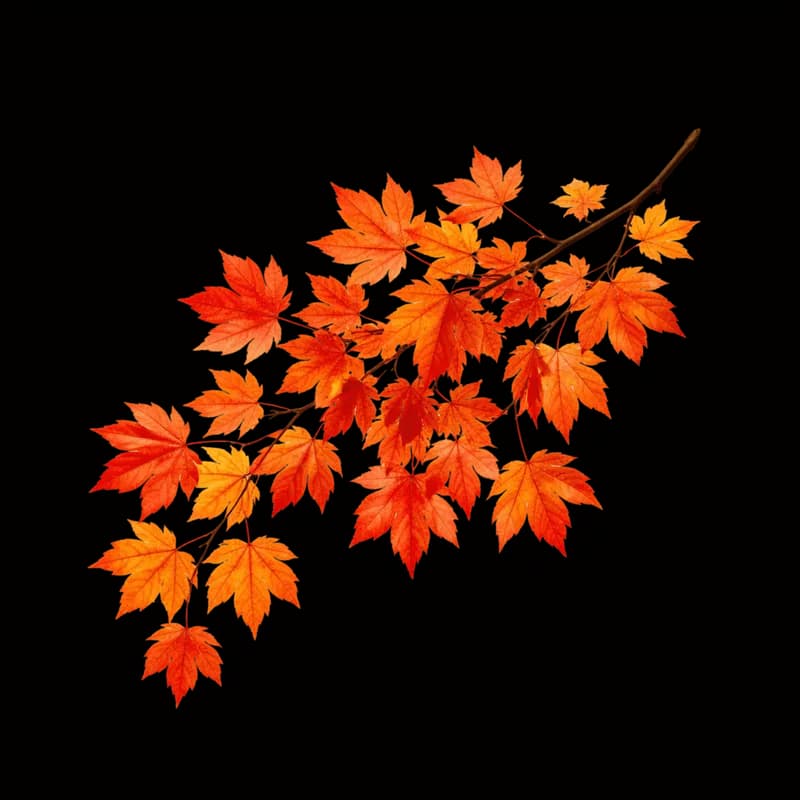 Galho de Folhas de Bordo em Tons de Outono Vibrantes PNG fundo transparente - Branch Leaves Bordo Tons Outono Vibrant tr