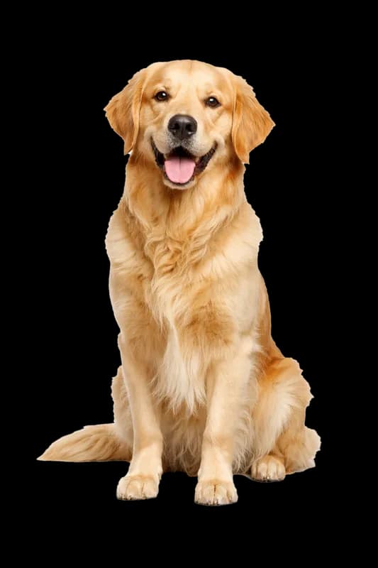 Golden Retriever feliz sentado olhando para frente PNG fundo transparente