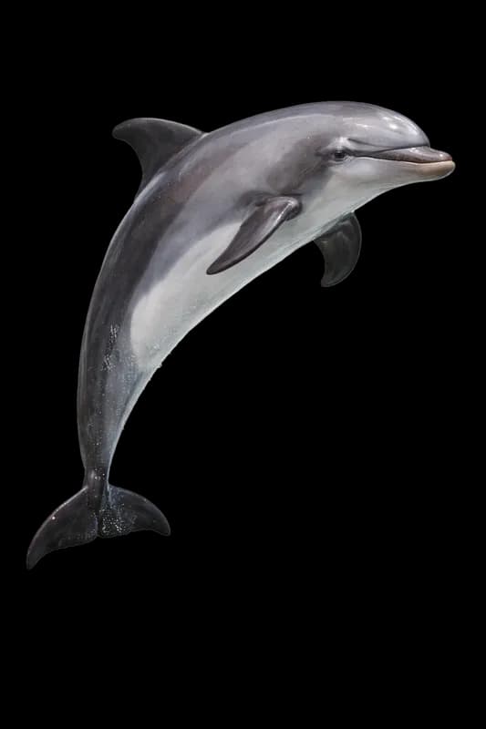 Golfinho saltando da água em fundo branco PNG fundo transparente