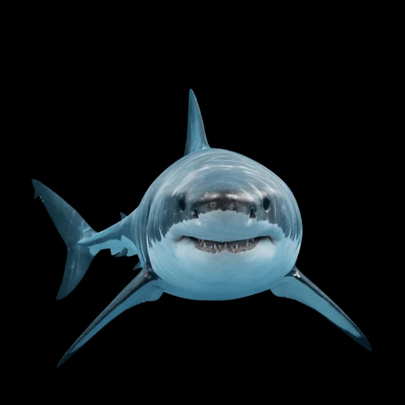 Grande Tubarão Branco Nadando Subaquático PNG fundo transparente - Grande Shark White Swimming Subaquático transparent b