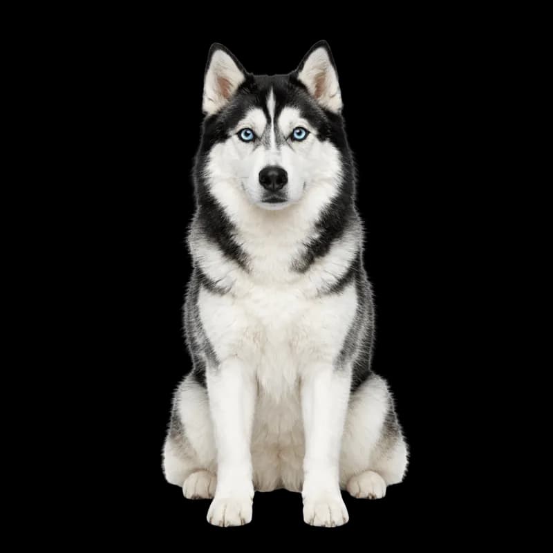 Husky Siberiano Sentado com Olhos Azuis PNG fundo transparente - Husky Siberian Sitting Olhos Blue transparent backgroun