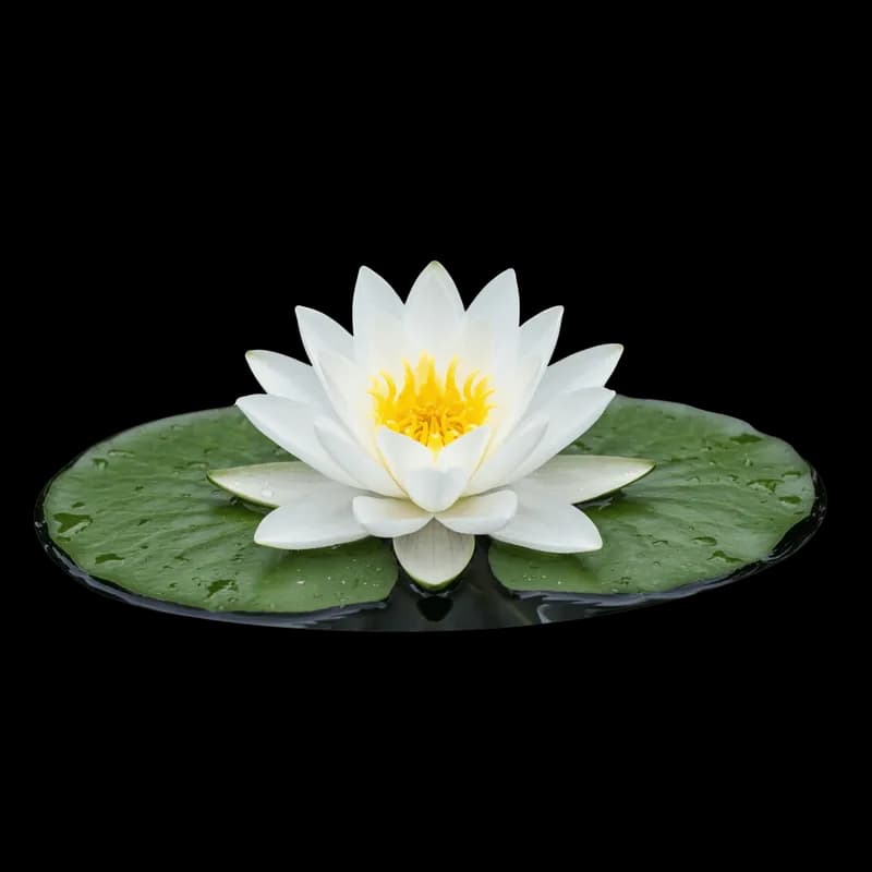 Lírio D'água Branco em Folha com Gotas PNG fundo transparente - Lily Dágua White Leaf Gotas transparent background PNG