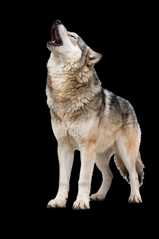 Lobo Cinzento Uivando em Fundo Branco PNG fundo transparente