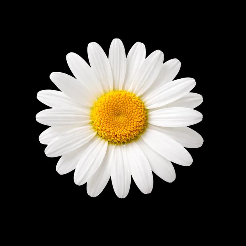 Margarida Branca com Centro Amarelo PNG fundo transparente