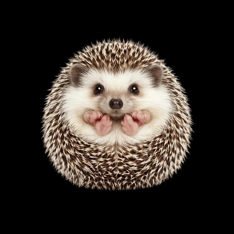 Ouriço Fofo Olhando para Câmera com Patinhas PNG fundo transparente - Hedgehog Cute Looking Camera Patinhas transparent