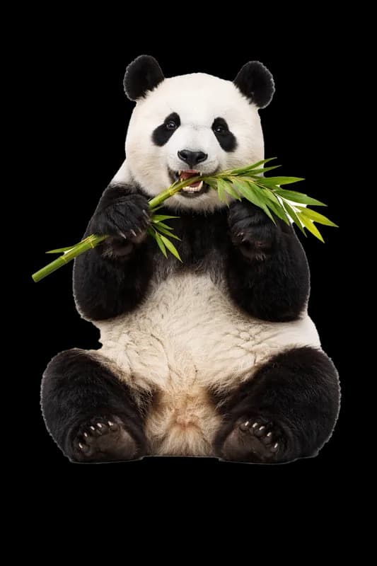 Panda Gigante Comendo Bambu Fresco PNG fundo transparente