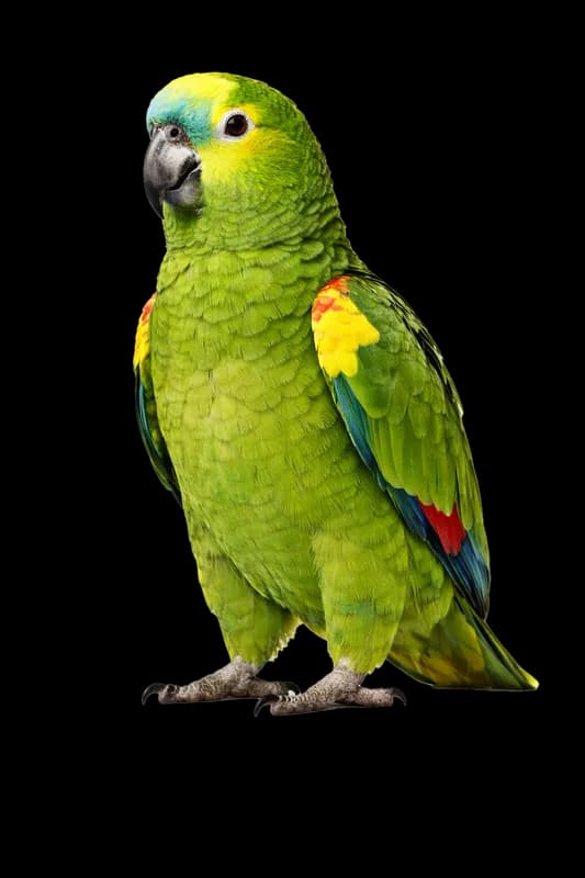 Papagaio-verdadeiro verde em fundo branco PNG fundo transparente