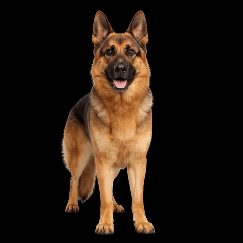 Pastor Alemão em Posição de Pé com Focinho Aberto PNG fundo transparente - Shepherd German Posição Pé Focinho Open trans