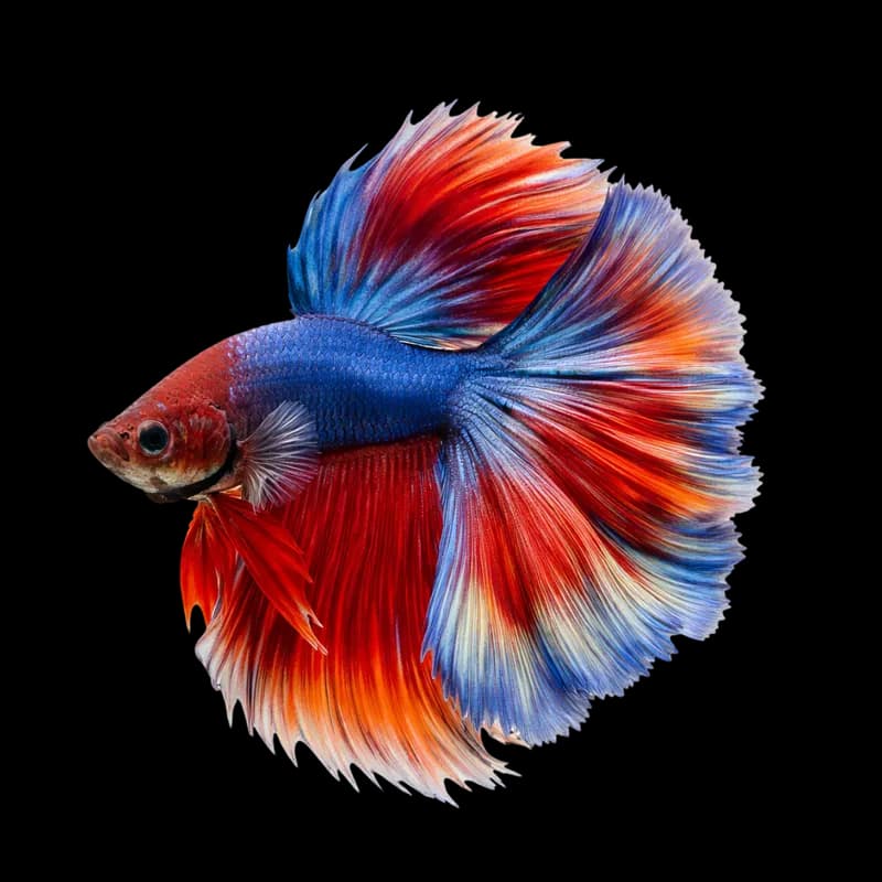 Peixe Betta Siamês: Azul, Vermelho e Laranja Vibrantes PNG fundo transparente - Fish Betta Siamese Blue Red Orange Vibra