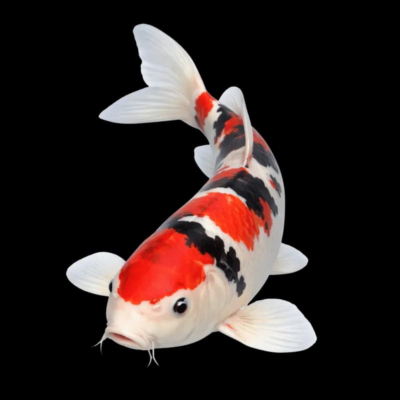 Peixe Koi Colorido com Padrões Vibrantes PNG fundo transparente - Fish Koi Colorful Padrões Vibrant transparent backgrou