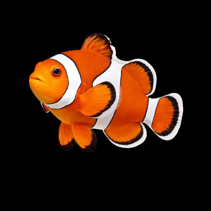 Peixe-palhaço vibrante isolado PNG fundo transparente