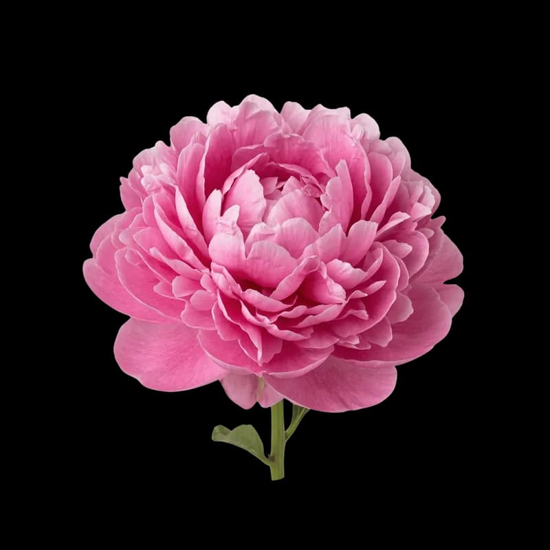 Peônia rosa vibrante em fundo preto PNG fundo transparente - Peony Rose Vibrant Black transparent background PNG