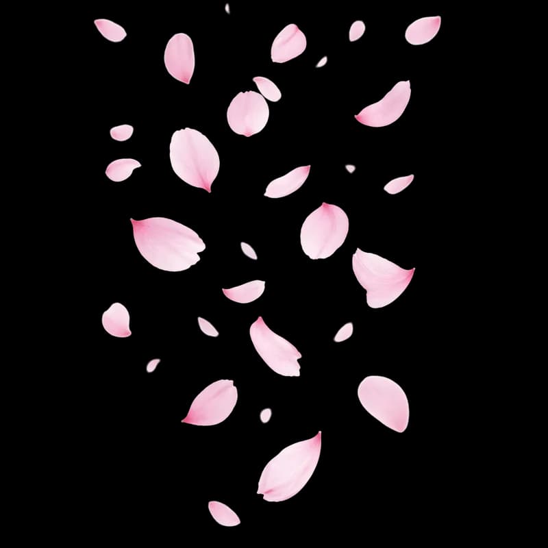 Pétalas de Cerejeira Caindo em Fundo Escuro PNG fundo transparente - Petals Cherry blossom Falling Escuro transparent ba